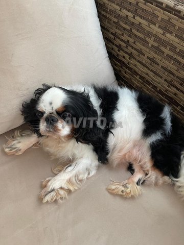 cavalier pour accouplememnt gratuit 