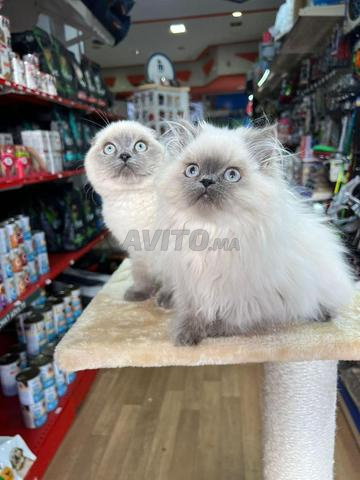 Scottish Fold/Scottish Straight Colorpoint