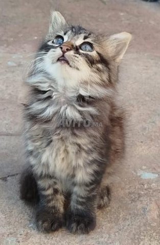Adoption chat