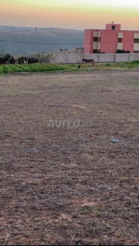 ثلاثة هكتارات همزة كاملة ب 100مليون