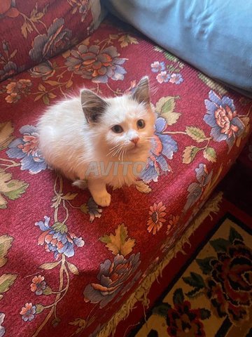 chat siamois 