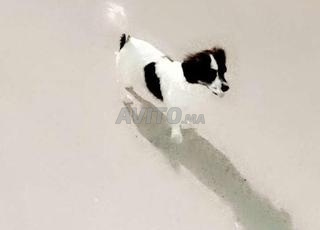 عندي كنيش زوين لي بغاه يتواصل معايا وتساب