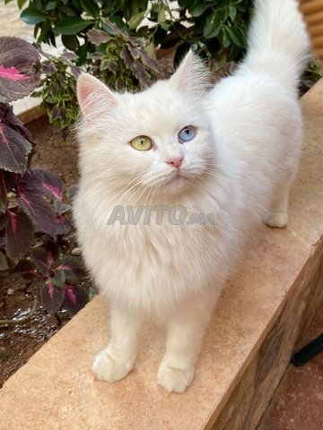 Angora Turc aux yeux différents 