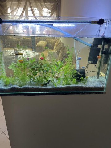 aquarium avec poisson 