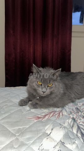 Chat Persan Gris Mal