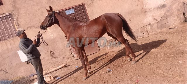 Cheval de course Célèbre à Vendre