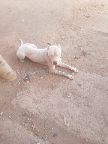 dog argentin 