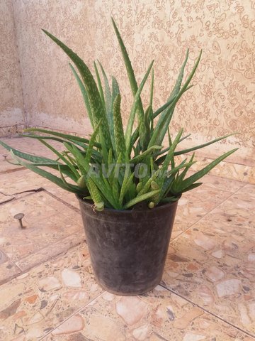 Aloe Vera barbadensis