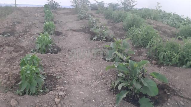 منزل صغير وغرسة للبيع - 2