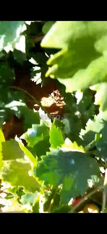 دكالة أولاد فرج نواحي خميس متوح 