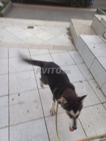 Husky 4 mois