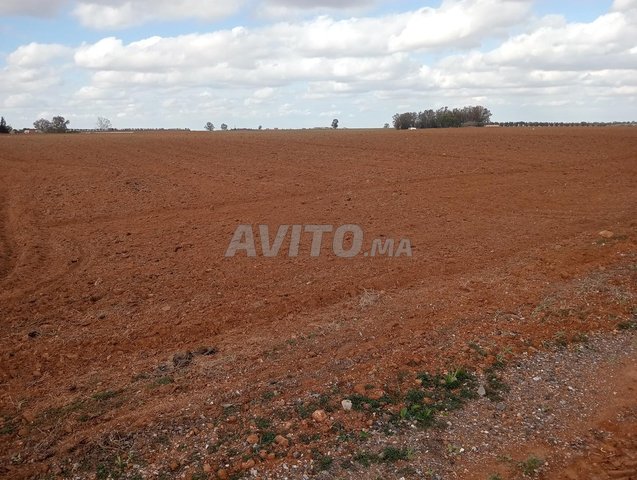 Terrain Agricole En Vente à Sidi bettache 