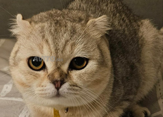 Chat scotish fold Mal 8 mois