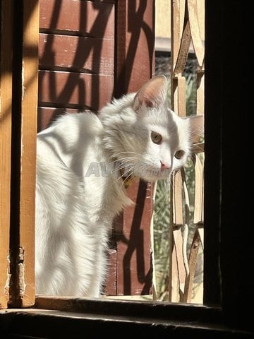 Chat Angora Turc 
