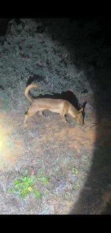 Chien de la chasse 