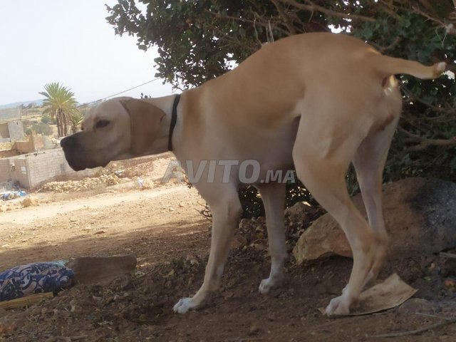 Chienne de chasse rac pointer pedigree 