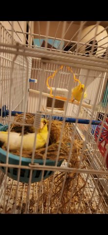 Canary parisien khdamin