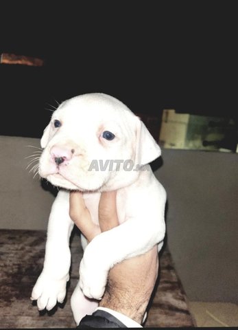 chien dog Argentine 