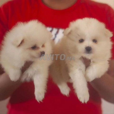 spitz nain 