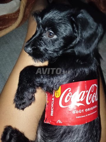 bichon havanais et chihuahua 