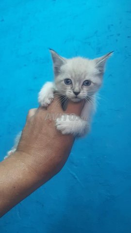 Chats siamois et oungoura