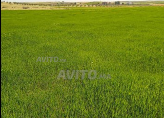 Terrain 46000 m2 région ziyayda Benslimane 