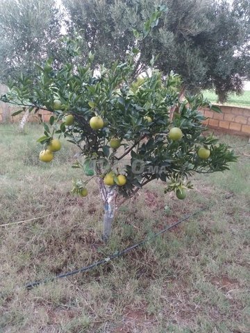 مزرعة سكنية بخميس متوح منطقة دكالة اقليم الجديدة