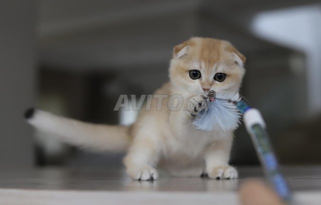 Chatons Scottish pedigree 