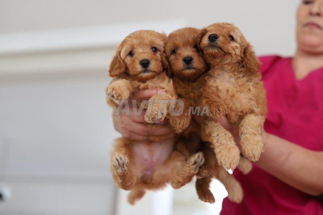 Poodle nains et poodle toy pedigree 