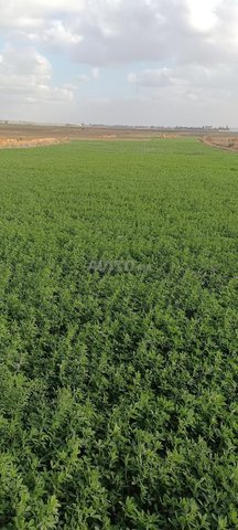 تكابروت أسفي 