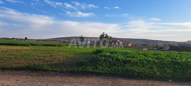 أرض 28500 م2 سيدي عيدي رسم عقاري - 2