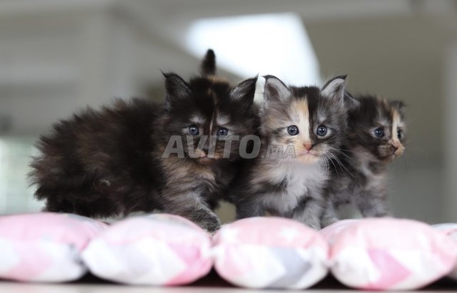 Splendides maine coons avec pedigree 