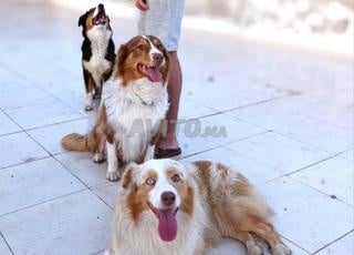 جرو من كلب الراعي الأسترالي استيراد نسب