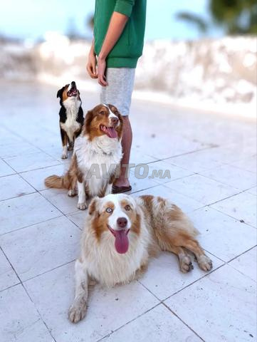 جرو من كلب الراعي الأسترالي استيراد نسب