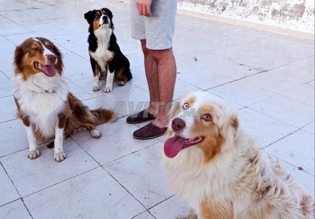 Chiot de Berger australien importation pedigree