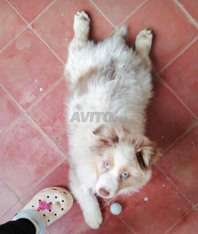 Chiot de Berger australien importation pedigree