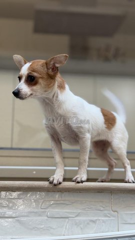 chihuahua 