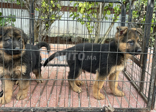 Berger allemand cassé