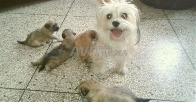 Canich bichon 