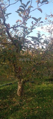 قطعة ارضية  فلاحية  بمدينة إفران