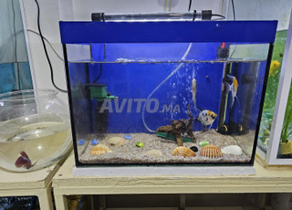 aquarium avec toutes accessoires 
