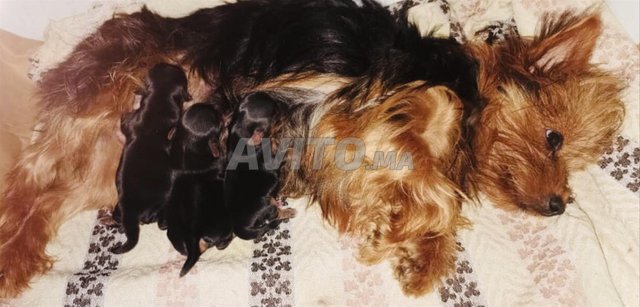 Yorkshire puppies