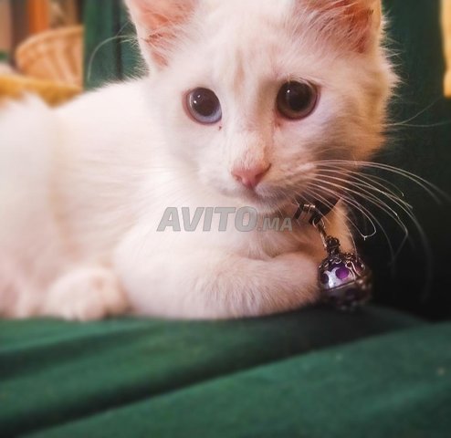 Chat angora turq
