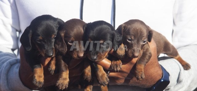 Disponibles magnifiques chiots teckel