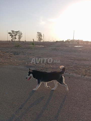chien-loup a vendre 