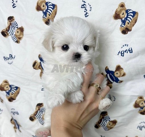 chiot toy 