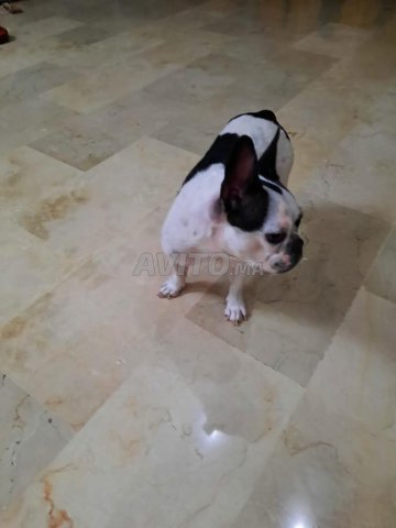 bouledogue français 
