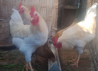 ديك ابيض مرحبا بالجميع 