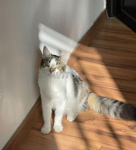 Donne chatte adorable avec ses accessoires