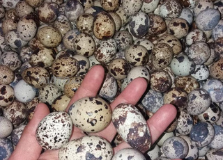   بيض السمان دجبومخصب للبيع